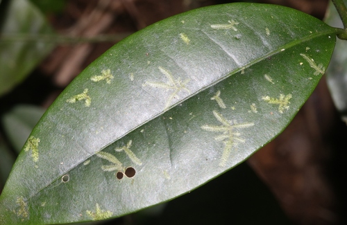 Cololejeunea planissima