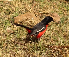 Laniarius atrococcineus