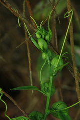 Passiflora ambigua
