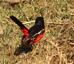 Laniarius atrococcineus
