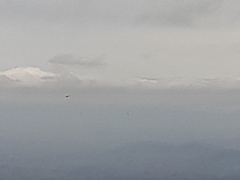 Geranoaetus polyosoma