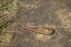 Anguis colchica