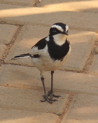 Motacilla aguimp