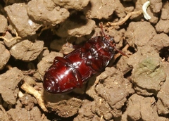 Uloma tenebrionoides