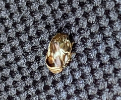 Clastoptera obtusa