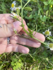 Erigeron strigosus