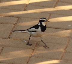 Motacilla aguimp