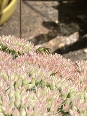 Agapostemon sericeus