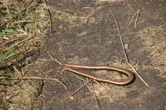 Anguis colchica