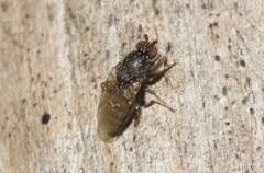 Poecilosomella