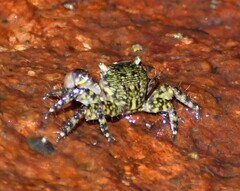 Pachygrapsus transversus