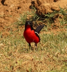 Laniarius atrococcineus