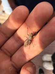 Naupactus xanthographus
