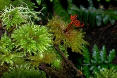 Hypnodendron