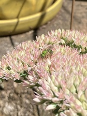 Agapostemon sericeus