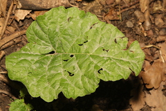 Arctium minus