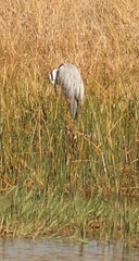 Ardea cinerea cinerea