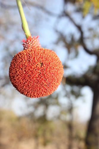 African locust bean