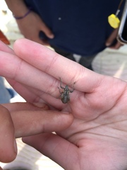 Naupactus xanthographus