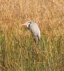 Ardea cinerea cinerea