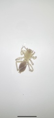 Clubionidae