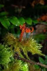Hypnodendron