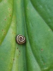 Trichordestra legitima