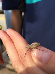Naupactus xanthographus