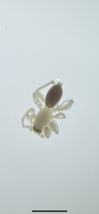 Clubionidae