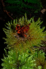 Hypnodendron