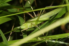 Euconocephalus nasutus