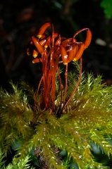 Hypnodendron