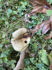 Russula amoenolens