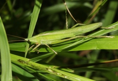 Euconocephalus nasutus