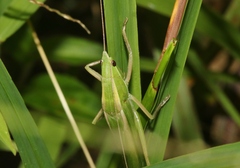 Euconocephalus nasutus