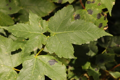 Acer pseudoplatanus