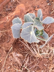 Senecio oxyriifolius