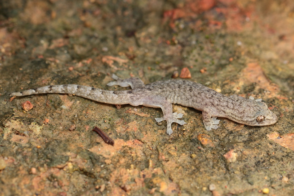 Hong Kong Slender Gecko