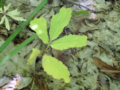 Cardamine quinquefolia