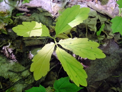 Cardamine quinquefolia