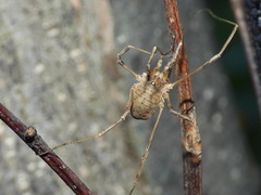 Oligolophinae