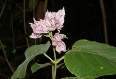 Clerodendrum chinense