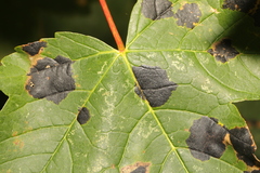 Rhytisma acerinum