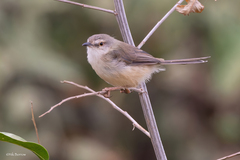 Prinia subflava melanorhyncha