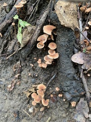 Tubaria furfuracea