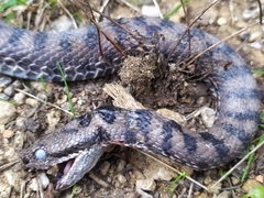Vipera aspis