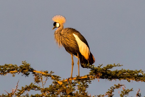 Gray Crowned-Crane (Balearica regulorum)
