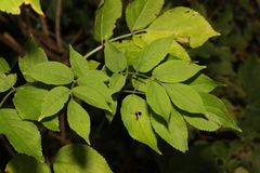 Sambucus nigra