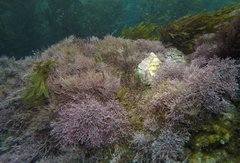 Lithothrix aspergillum