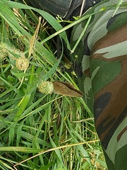 Aphantopus hyperantus